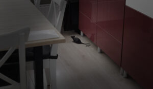 Rat in de huiskamer (illustratieve afbeelding: Jan van de Laar)