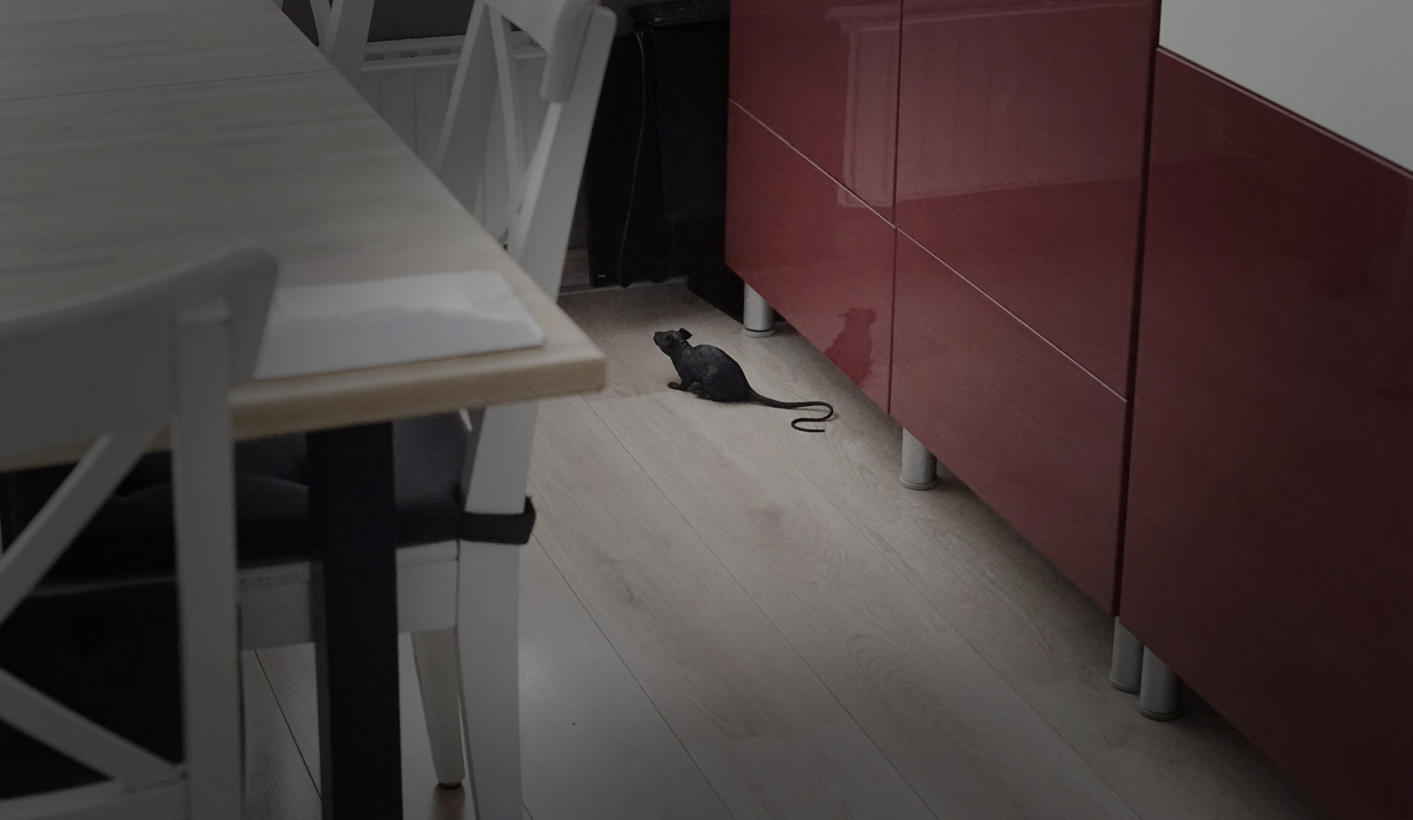 Rat in de huiskamer (illustratieve afbeelding: Jan van de Laar)