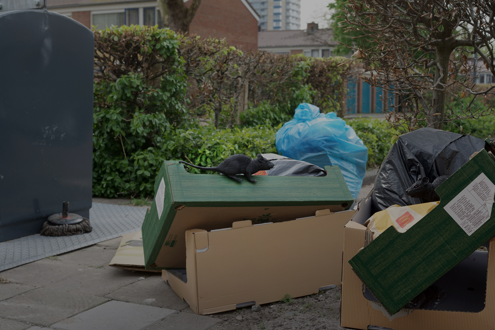 Rat op vuilnis (Foto illustratie Jan van de Laar)